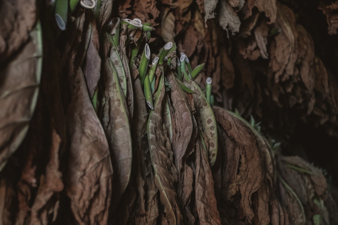 Best Tobacco Flavour E-Liquids UK 2026: Top Picks for Ex-Smokers